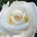 ingrijire trandafir alb